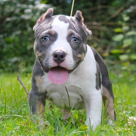 american bully puppies for sale colorado|cute american bully puppies for sale.